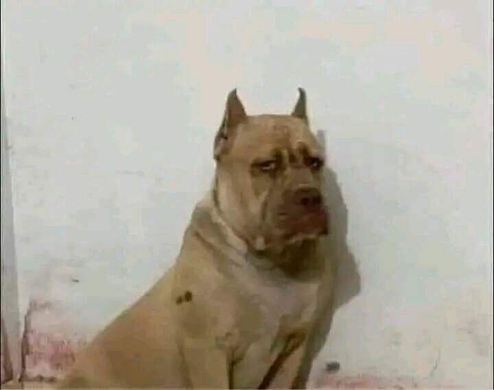 Un perro